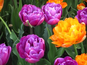 Orange & purple tulips at Washington Park Photo by Jelane A. Kennedy