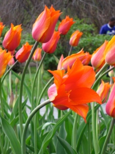 Tulips from Washington Park Photo by Eileen McFerran