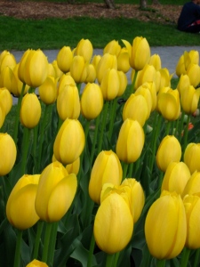 Tulips in the park Photo by Eileen A. McFerran