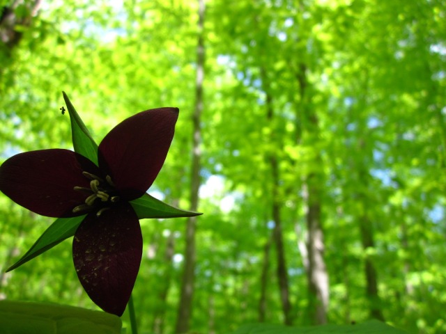 Trillium wild flower at full bloom in spring forrest. Photo by Jelane A. Kennedy