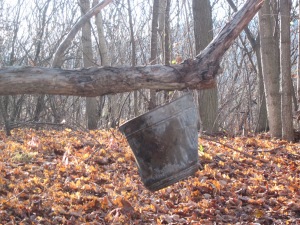 Hanging bucket and Leaves. Photo by Jelane A. Kennedy