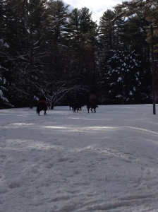 Horses romping at Saratoga Spa. Photo by Jelane A. Kennedy